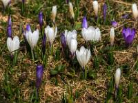 Blick zu bunten Krokusblüten